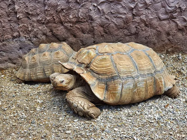 Die Schildkröten Garten — Stockfoto