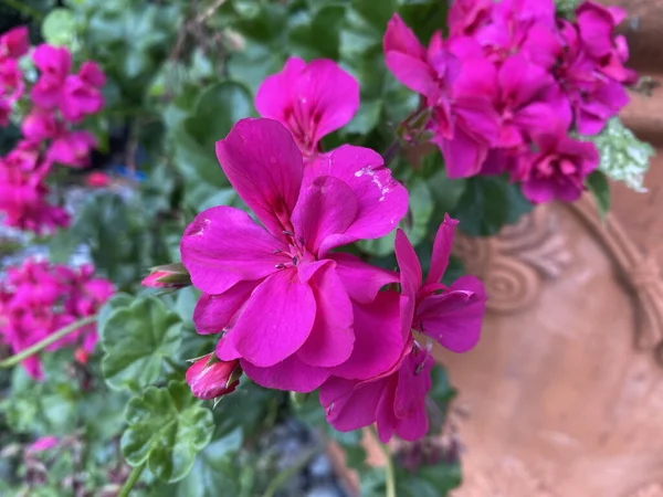 Крупный План Красивых Ароматных Розовых Цветов Гераниума Саду Дневное Время — стоковое фото