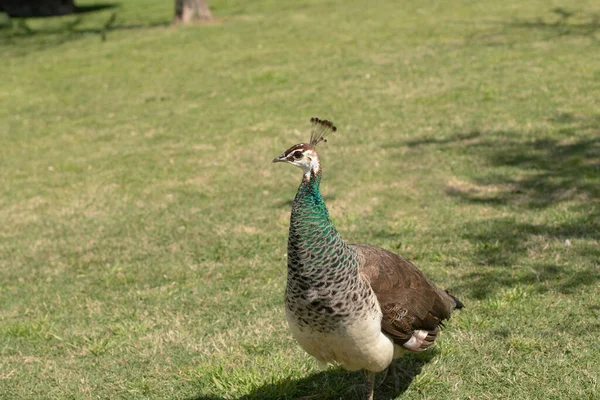 Een Close Opname Van Een Prachtige Gewone Peafuil Vogel — Stockfoto