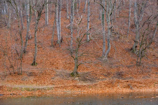 木の近くの湖 — ストック写真
