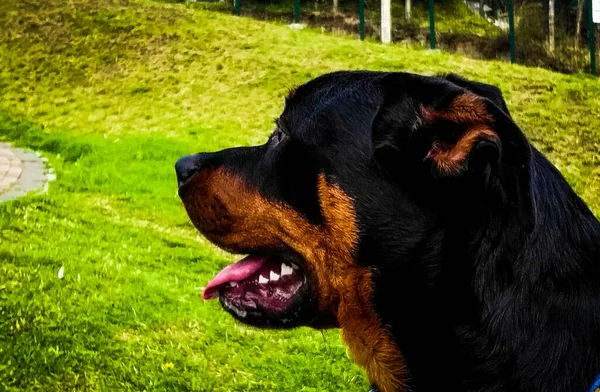 Ett Porträtt Svart Hund Gräs Manchester Storbritannien — Stockfoto