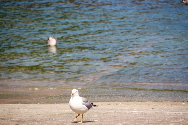 Gyönyörű Fehér Aranyos Európai Hering Sirály Pihen Strandon Egy Napsütéses — Stock Fotó