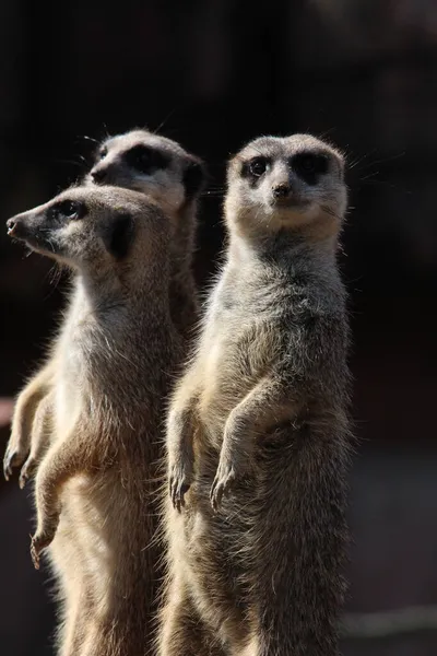 Δύο Meerkats Στο Φυσικό Τους Περιβάλλον — Φωτογραφία Αρχείου