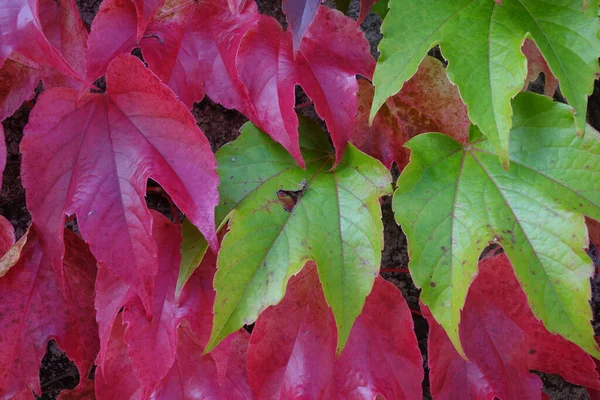 Крупный План Осенних Листьев — стоковое фото