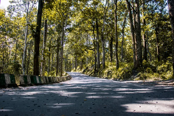 Tiro Ponto Fuga Uma Estrada Parque Sob Árvores Darjeeling Índia — Fotografia de Stock