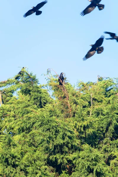 Vertical Shot Birds Flying Green Trees Burnham North Lincolnshire England — Stock Photo, Image