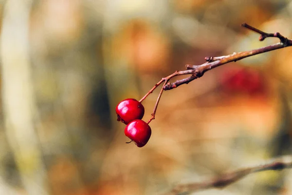 Eine Nahaufnahme Von Roten Beeren Herbst — Stockfoto