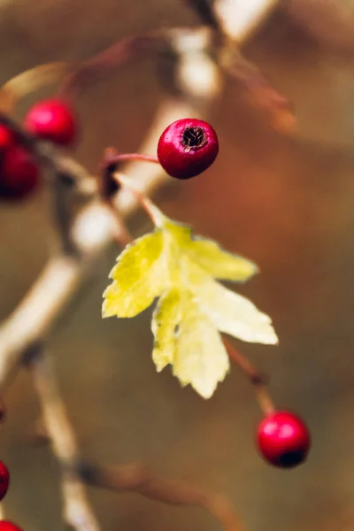 Sonbahar Kırmızı Böğürtlenlerinin Yakın Çekimi — Stok fotoğraf