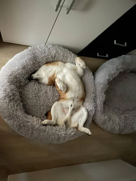 Tiro Ângulo Alto Shiba Inu Deitado Sua Cama Macia — Fotografia de Stock