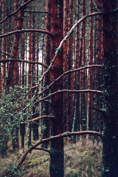 Forêt Pins Automne Curonian Spit Lituanie — Photo