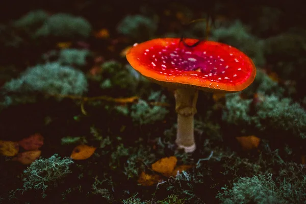 Ein Herbstwald Der Kurischen Nehrung Litauen — Stockfoto