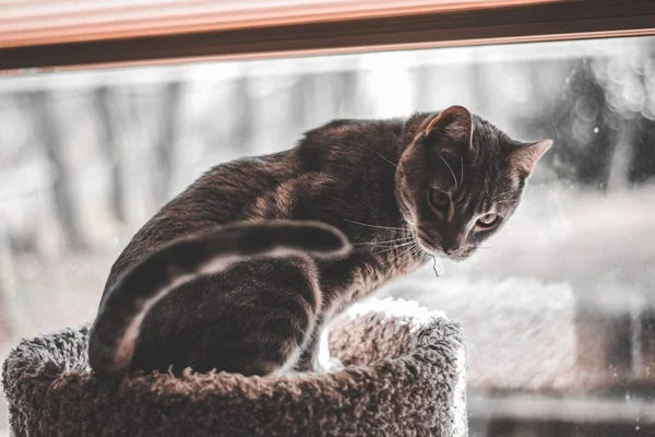 Chat Dans Chambre — Photo