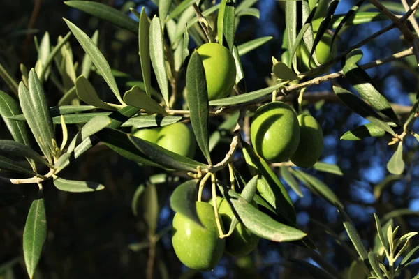 Tiro Foco Seletivo Ramo Oliveira Cheio Frutas — Fotografia de Stock