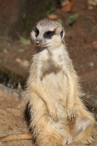 Meerkat Its Natural Habitat — Stock Photo, Image