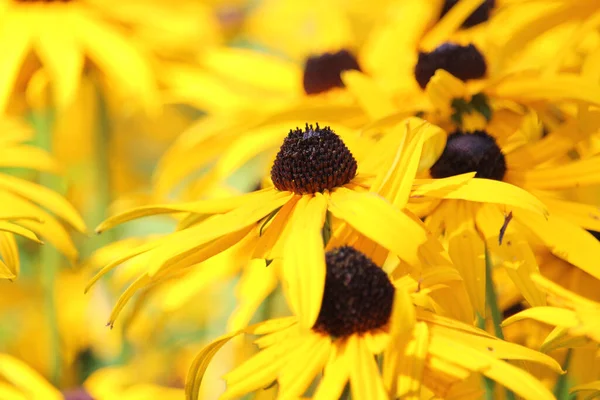 Krásné Žluté Květináče Rozmazaném Pozadí — Stock fotografie