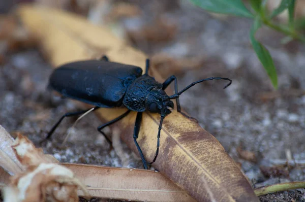 Eine Nahaufnahme Des Langhörnchen Käfers — Stockfoto