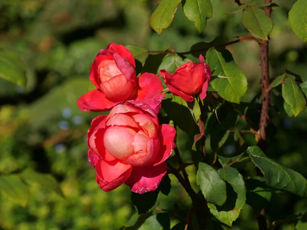 一个带有红色花瓣的花园的特写照片 — 图库照片