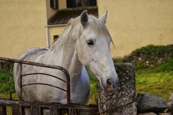 Ένα Όμορφο Άσπρο Άλογο Στο Αγρόκτημα — Φωτογραφία Αρχείου