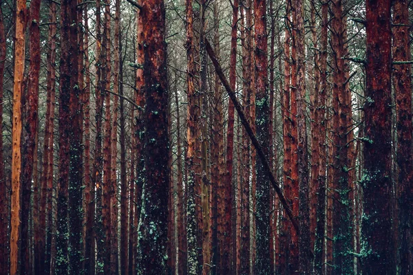Осенний Сосновый Лес Куршской Косы Литва — стоковое фото