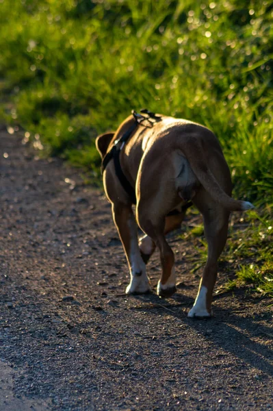 Ένα Κάθετο Κοντινό Πλάνο Του American Staffordshire Terrier Εξωτερικούς Χώρους — Φωτογραφία Αρχείου