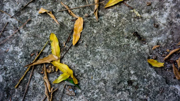 Eine Nahaufnahme Von Zersprungenen Blättern Und Müll — Stockfoto