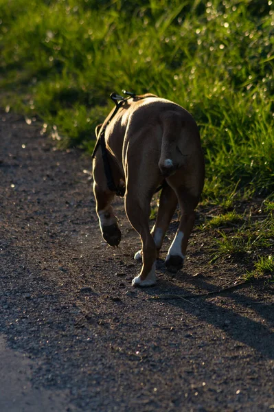 Primo Piano Verticale American Staffordshire Terrier All Aperto Burnham North — Foto Stock
