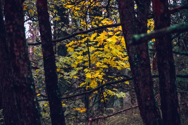 Curonian Spit Litvanya Nın Sonbahar Çam Ağaçları Ormanları — Stok fotoğraf