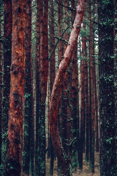 Bosque Pinos Otoñales Curonian Spit Lituania — Foto de Stock