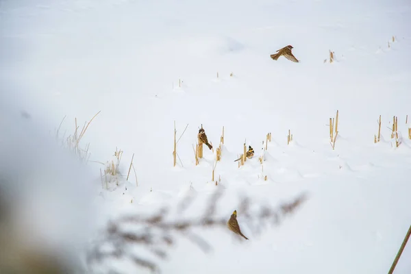 Kilka Ptaków Polu Śnieżnym — Zdjęcie stockowe