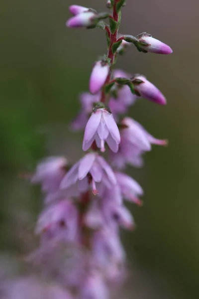 Знімок Фіолетових Квітів Каллуни — стокове фото