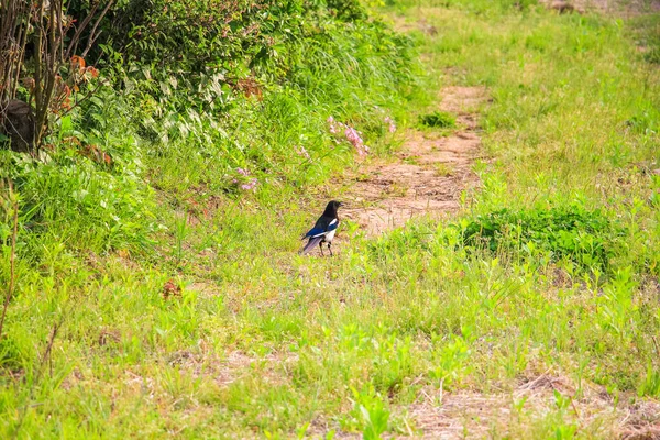 Small Eurasian Magpie Forest — Stock Photo, Image