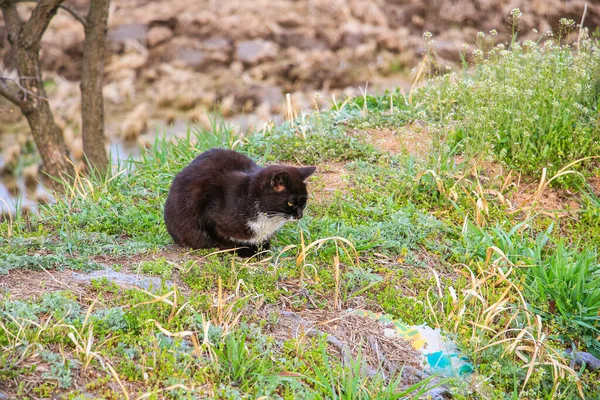 晴れた日に庭にいる猛獣 — ストック写真