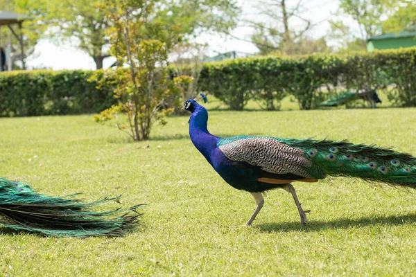 Parktaki Güzel Bir Hint Peafbaykuşu — Stok fotoğraf