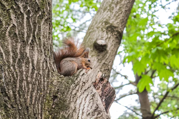 Ein Niedliches Kleines Eichhörnchen Auf Einem Baumstamm Seinem Natürlichen Lebensraum — Stockfoto