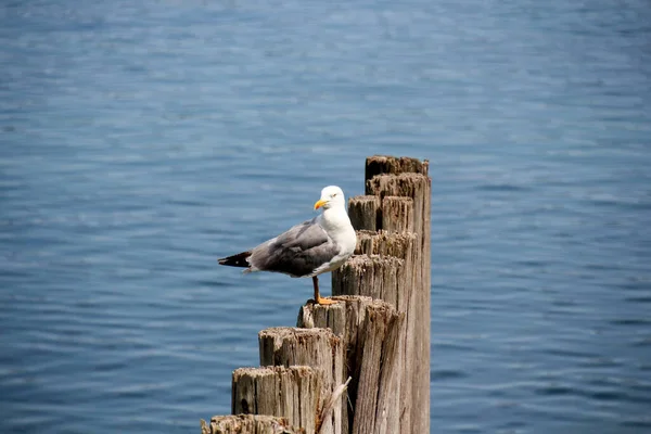 Beautiful White Adult European Herring Seagull Perched Wooden Post Sunny — Stock Photo, Image