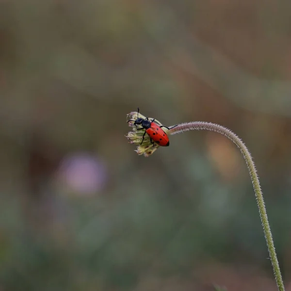 球状甲虫选择性地集中拍摄于植物上的球状甲虫 — 图库照片