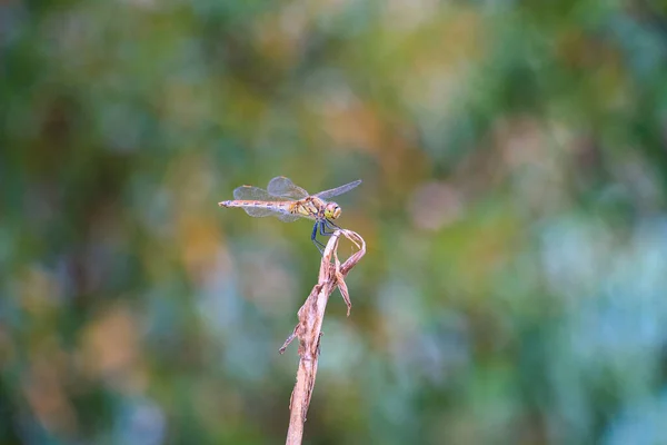 Nahaufnahme Einer Odonata Auf Verschwommenem Hintergrund — Stockfoto