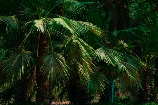 Tropikalne Zielone Palmy Lesie — Zdjęcie stockowe