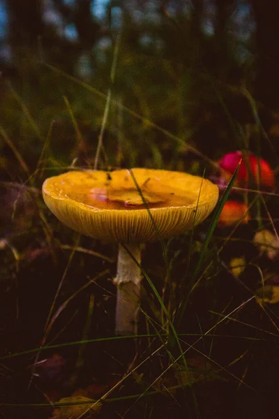 リトアニア クルトニアンの秋の森 — ストック写真