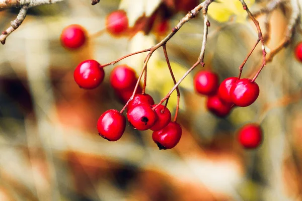 Eine Nahaufnahme Von Roten Beeren Herbst — Stockfoto