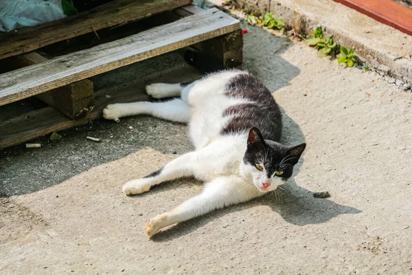 Černá Bílá Kočka Odpočívající Slunném Dni Venku — Stock fotografie