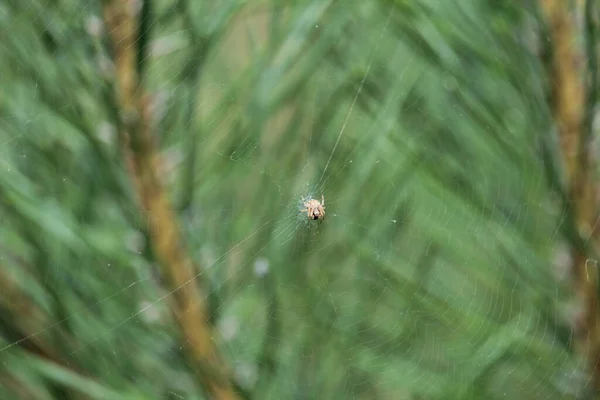 거미집 — 스톡 사진