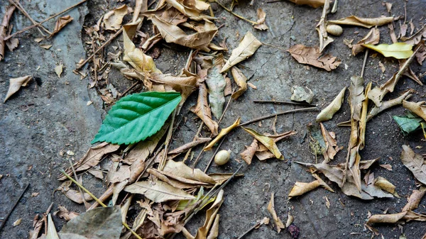 地面に落ちた葉やゴミのクローズアップショット — ストック写真