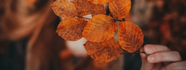 Eine Nahaufnahme Von Hand Haltenden Herbstblättern — Stockfoto