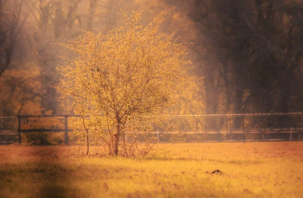 Ein Einsamer Baum Mit Schönen Gelben Herbstblättern Park Einem Sonnigen — Stockfoto