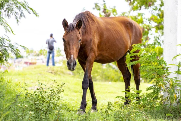 Hästen Parken Kuba — Stockfoto