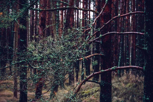 立陶宛库罗尼亚喷口的秋季松树林 — 图库照片