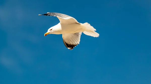 Uma Gaivota Branca Com Asas Abertas Voando Contra Céu Azul — Fotografia de Stock