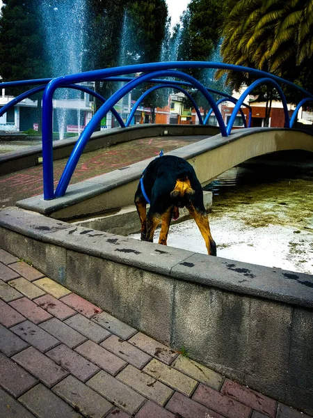 Porträt Eines Schwarzen Hundes Der Nähe Der Brücke Manchester Großbritannien — Stockfoto