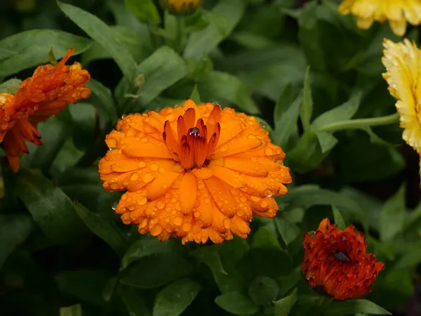 Een Close Shot Van Een Oranje Calendula Bloem Met Natte — Stockfoto